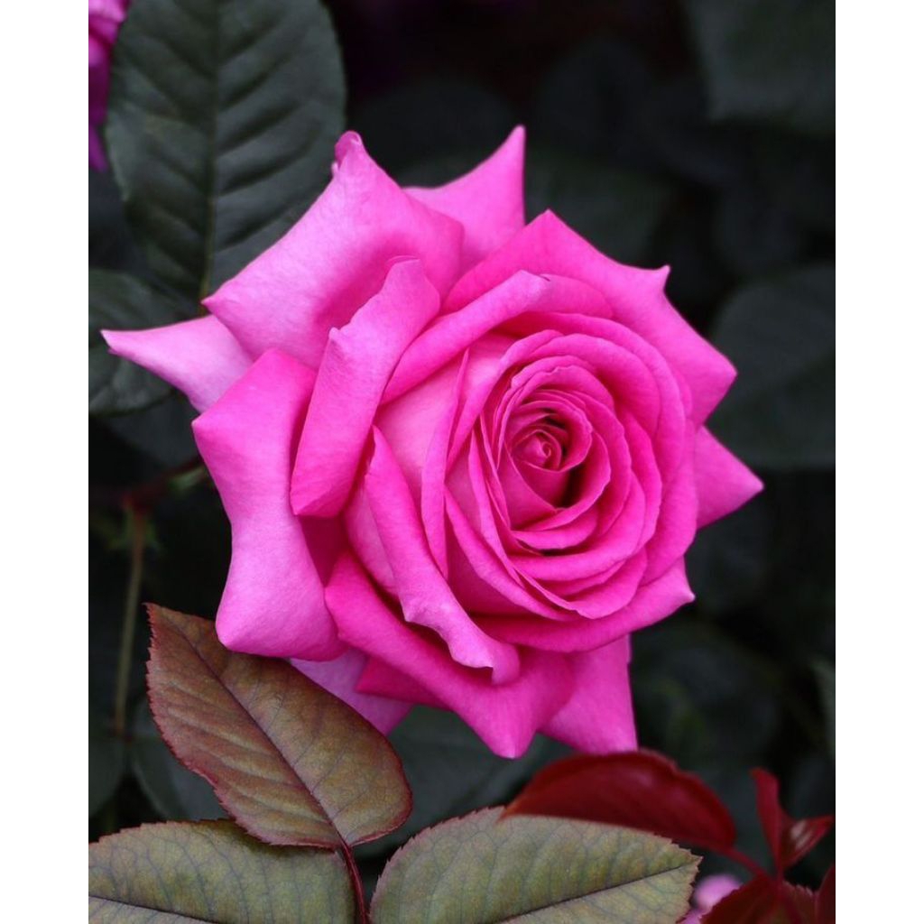 MAWAR HOLLAND PINK AFRICA (indukan)