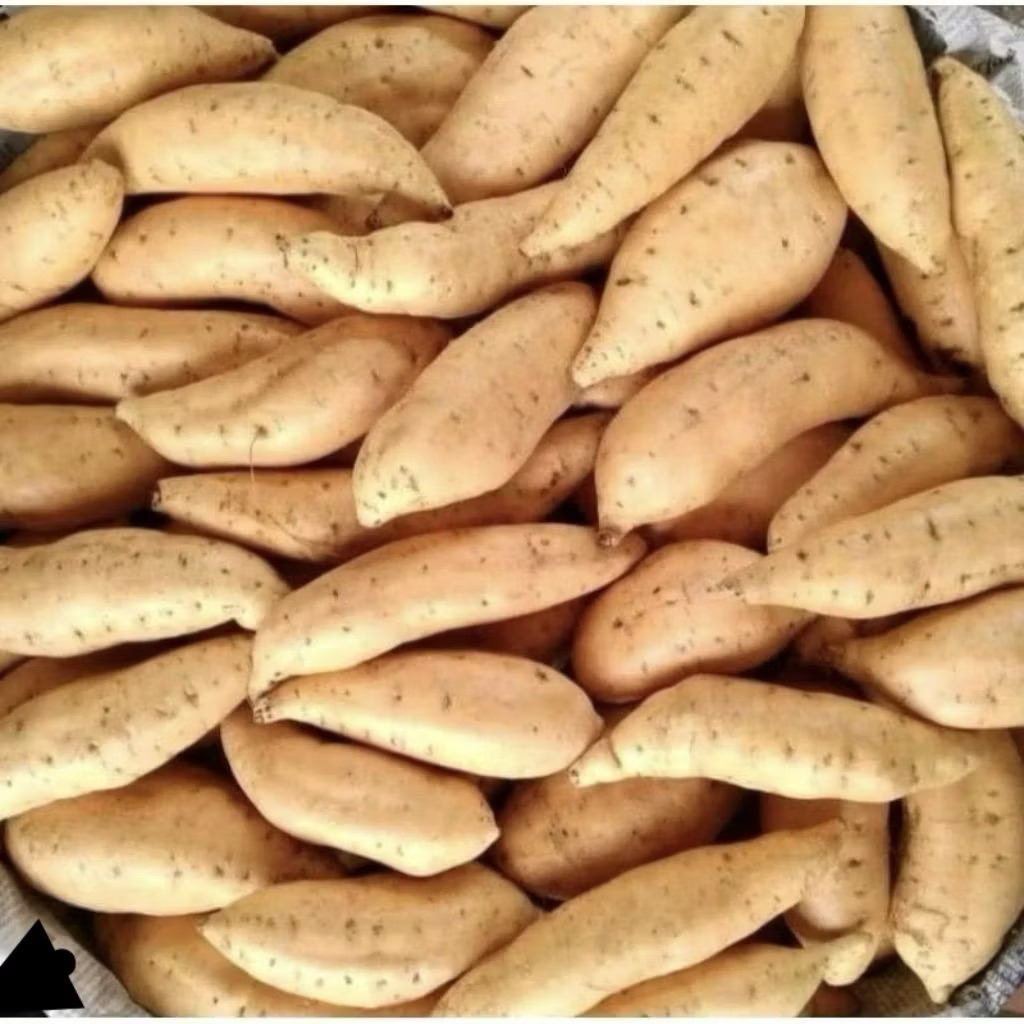 Ubi Madu Kecil / Cilembu /Telo madu 1kg/1000gr Bolet Termurah[LM]