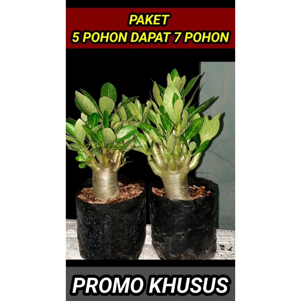 HARGA KHUSUS - Adenium - Kamboja Jepang Arabicum Thaisoco Rcn black series godji Pnw Cdp, Bukan Obes