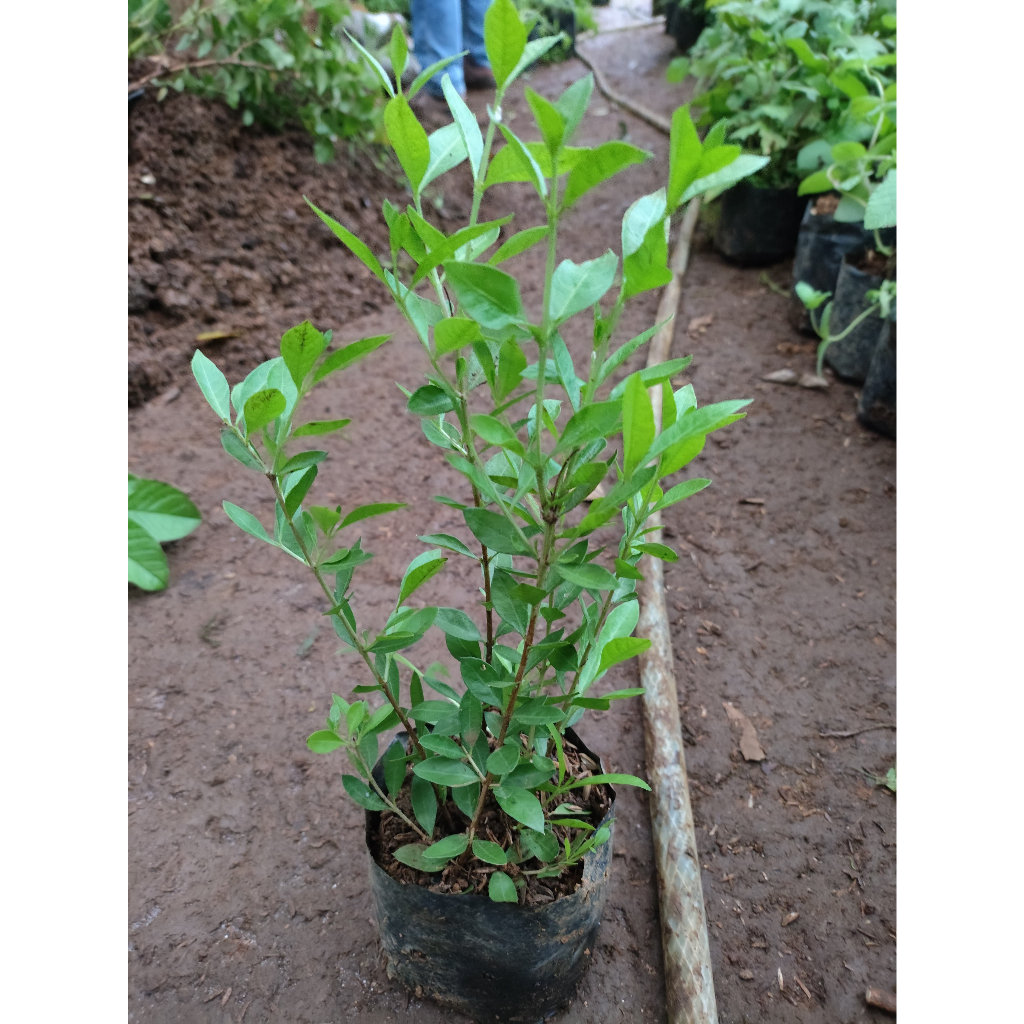 Bibit Pohon Henna Pacar Kuku - pacar arab