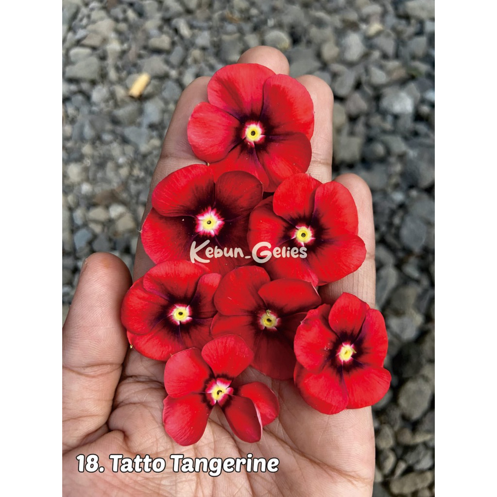 Biji bunga vinca Tato tangerinebenih bunga vinca fresh seed