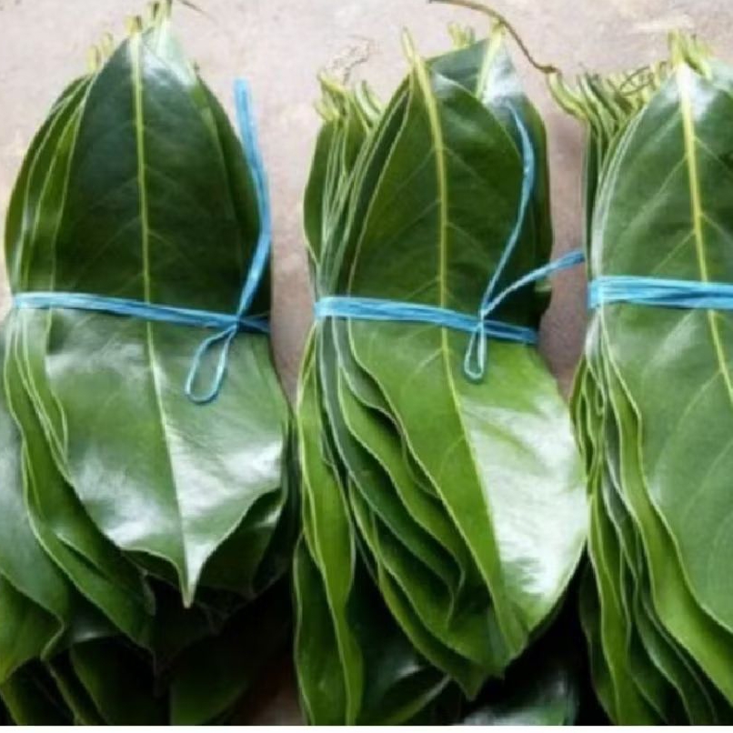 

new promo daun sirsak 50 lembar