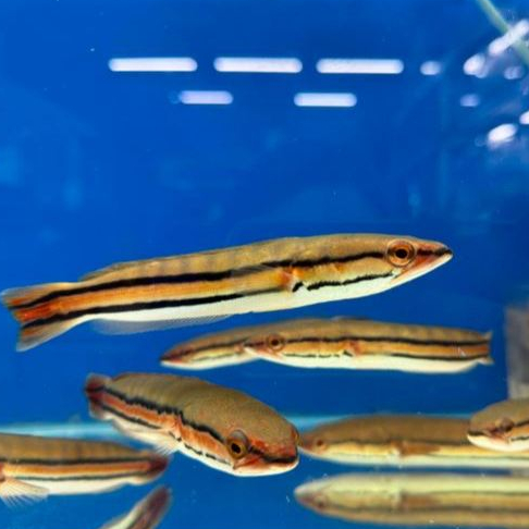 Ikan Hias Channa Toman