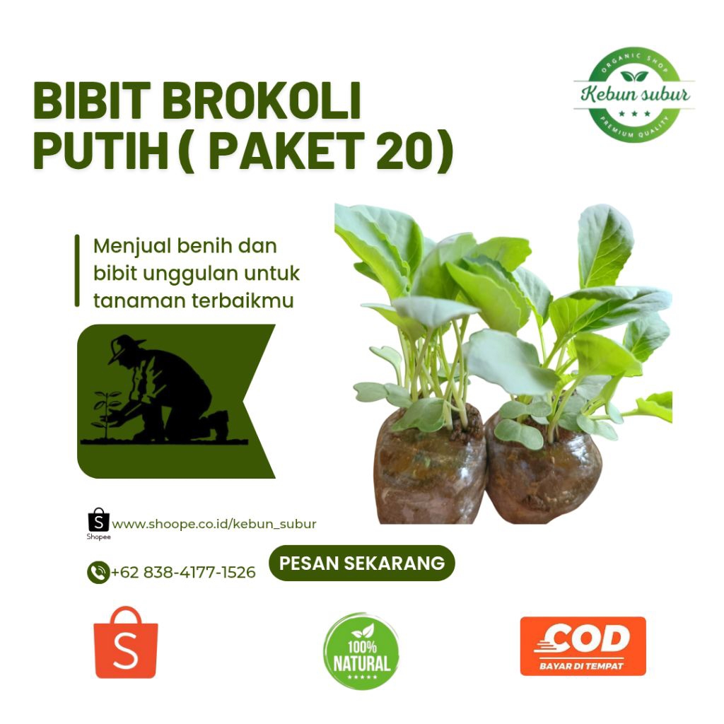 KEBUN_SUBUR - Paket 20 Bibit Brokoli Putih Siap Tanam