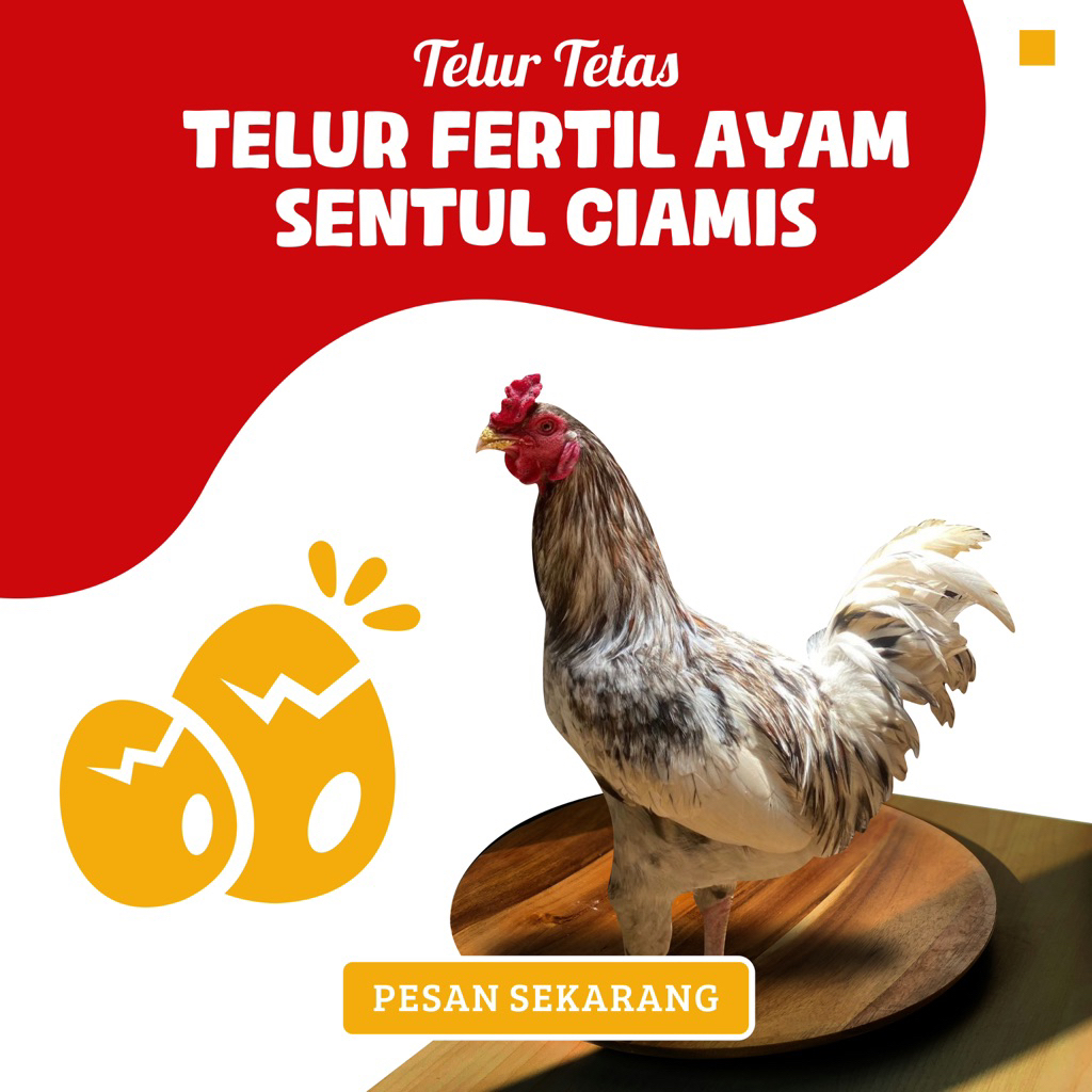 

Telur Tetas (Fertile) Sentul Ciamis – Kualitas Unggul Siap Ditetaskan (Isi 10 Butir)