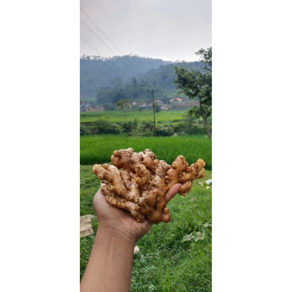 

jahee gajah super 1kg