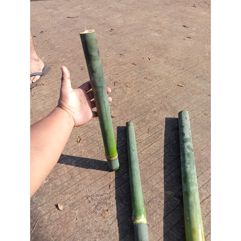 Bambu obor Bambu untuk obor