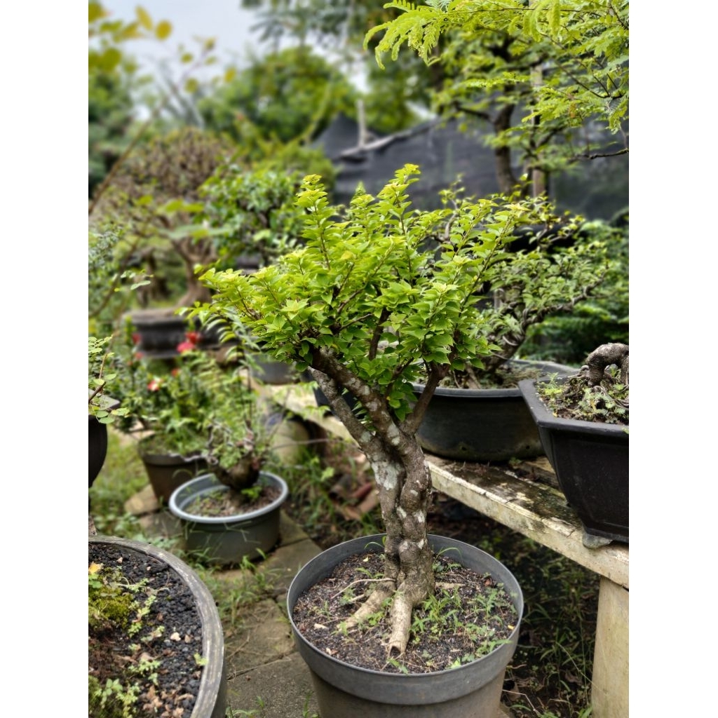 Bougenville Singapur Ukuran Medium