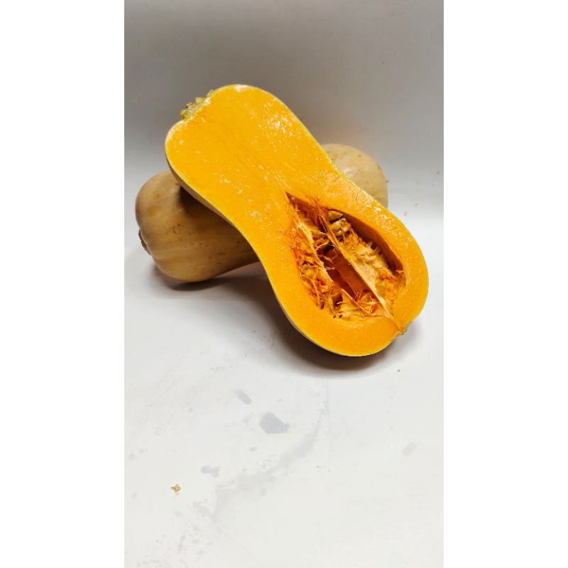 

labu butternut