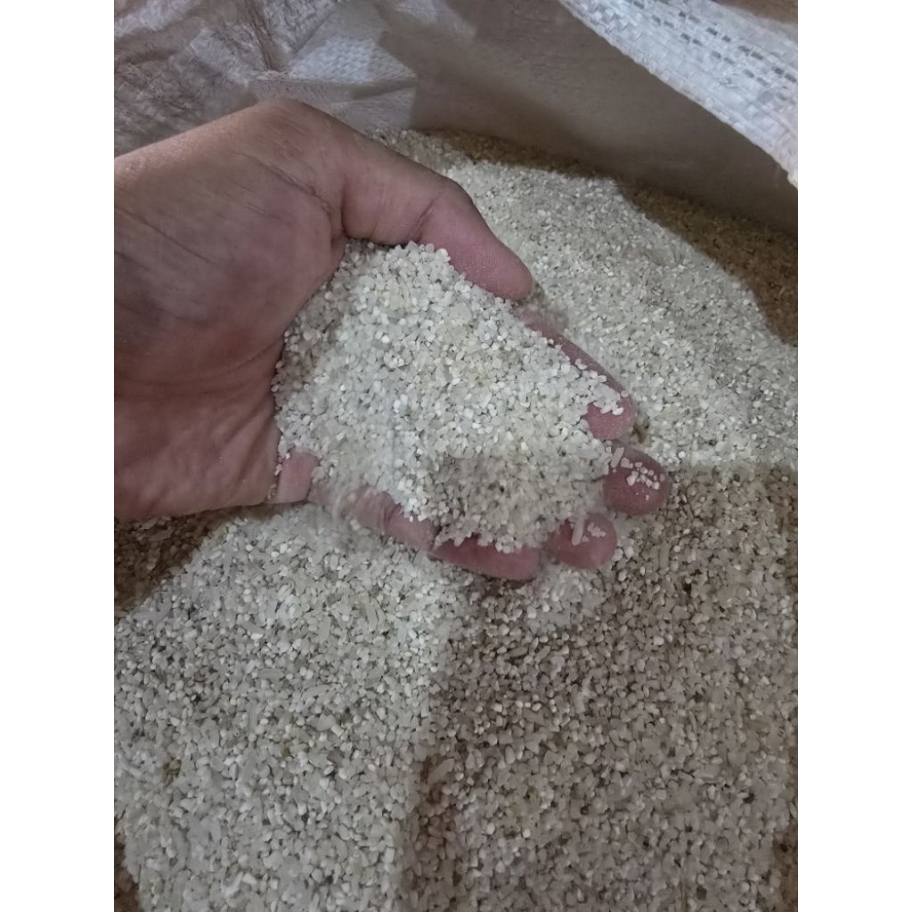 Beras Menir Pakan Ayam Ternak Murah Berkualitas