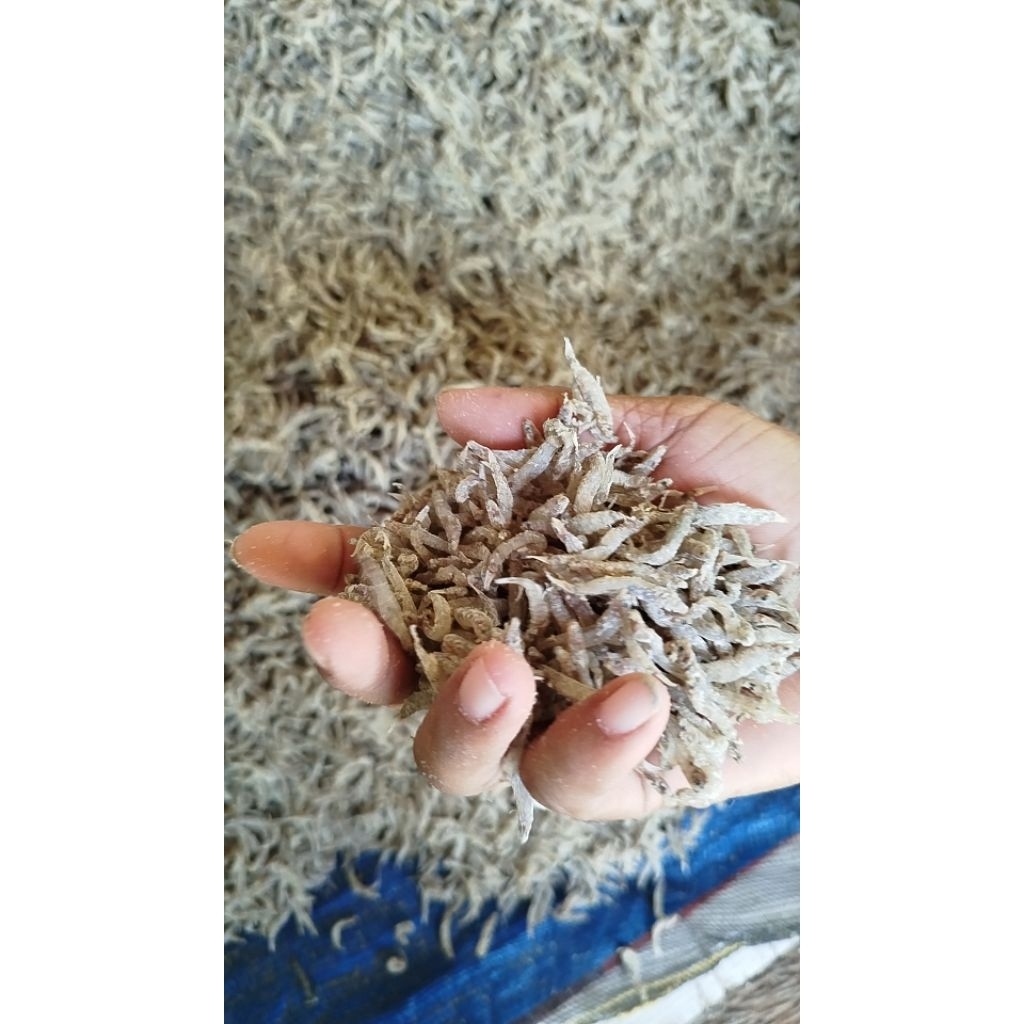 

ikan seribu atau penja kering/asin