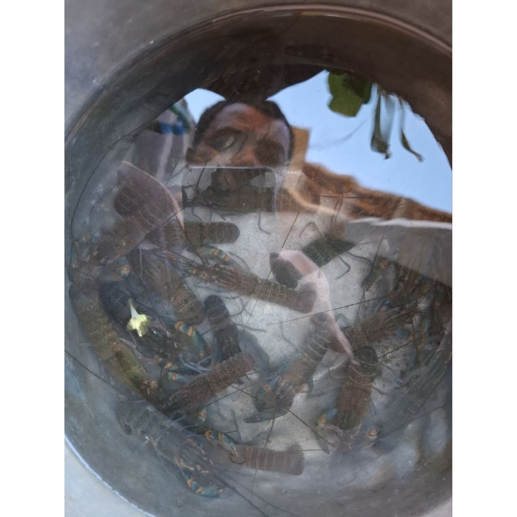 Bibit lobster calon indukan