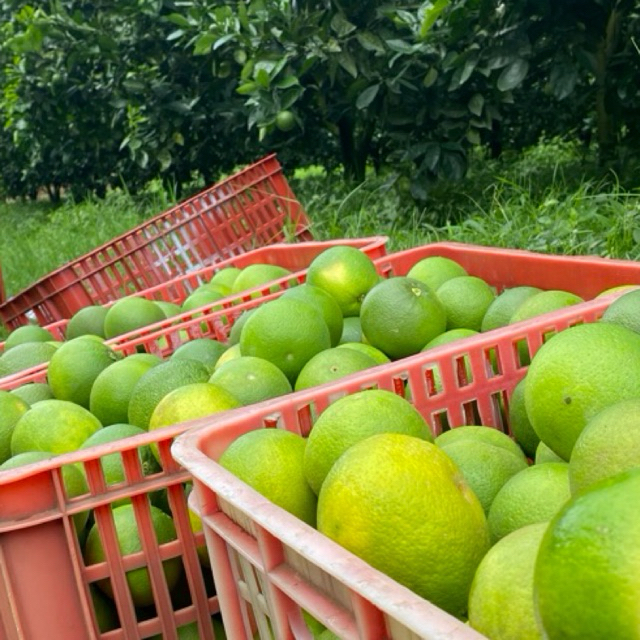 

Jeruk Manis Baby Java 10 KG