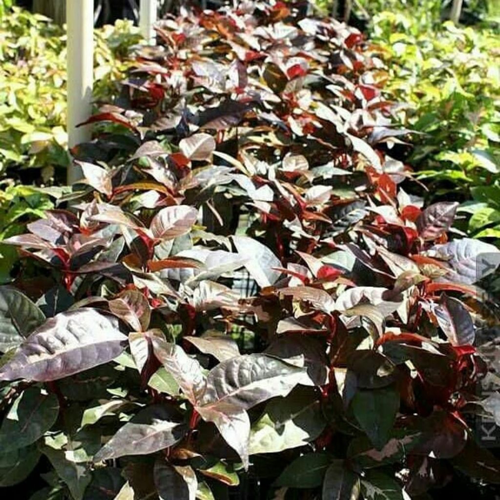 Bibit daun ungu