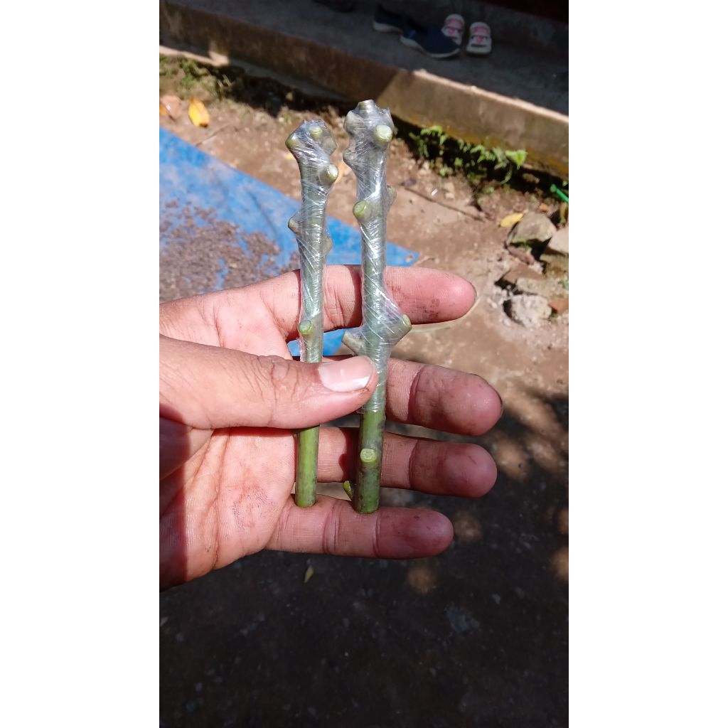 ENTRES MANGGA KIOJAY THAILAND SUPER