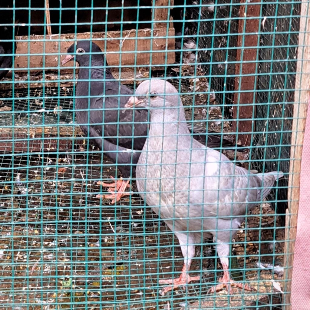 Burung Merpati Pos Warna Unik / Langka Silver Harga Per Ekor ( Seekor Piyik )