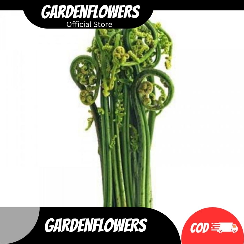 

SAYUR PAKIS MASAK SAYURAN SEHAT ORGANIK KHAS SUNDA SAYUR TRADISIONAL