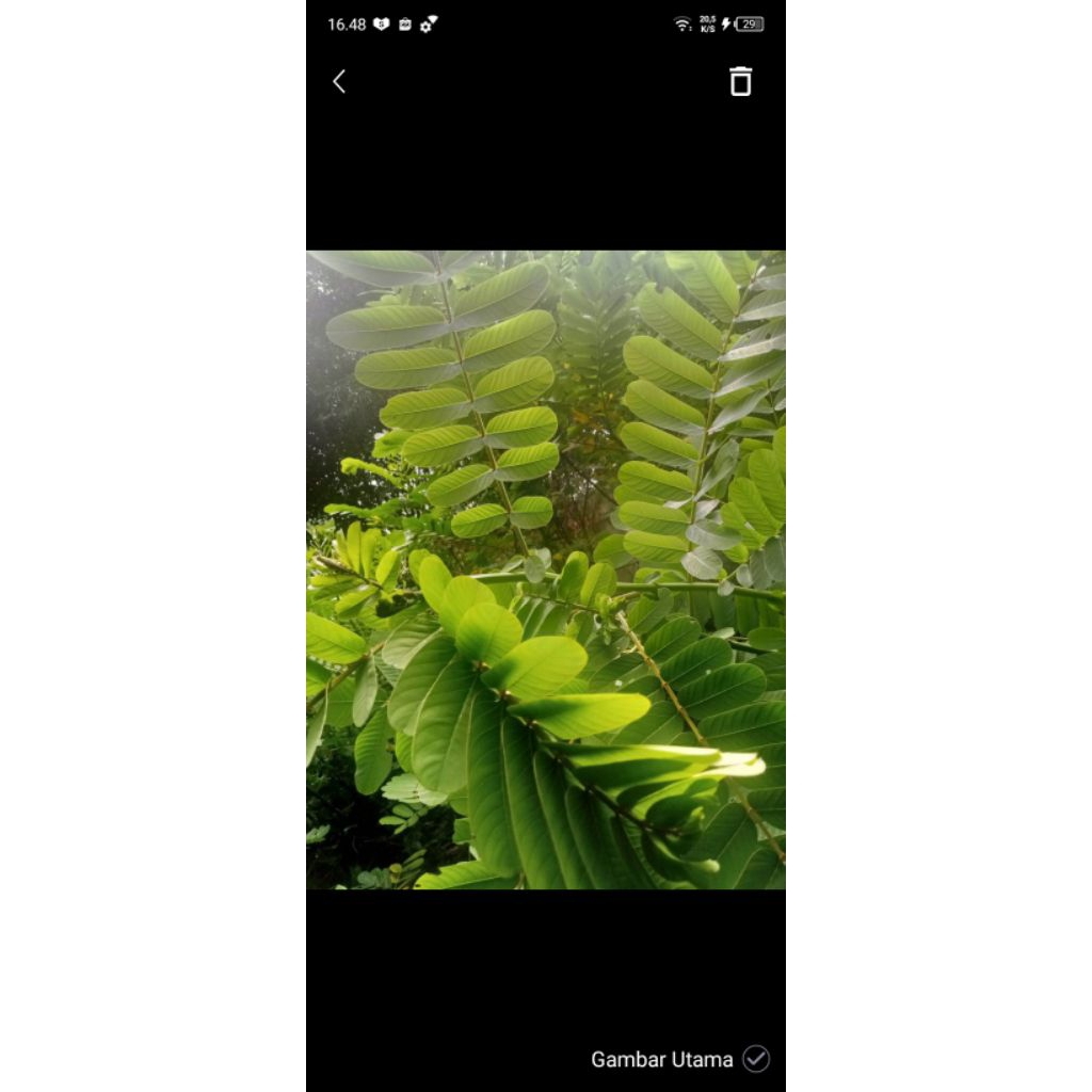 

daun ketepeng segar obat kulit 30 lembar