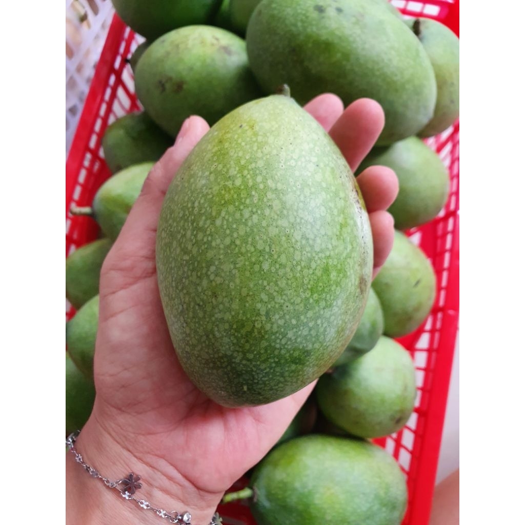 

Mangga Manalagi 1kg/Mangga Masak Pohon/Mangga Manis