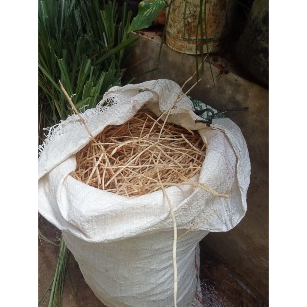 

Akar Alang-Alang segar 500 gram