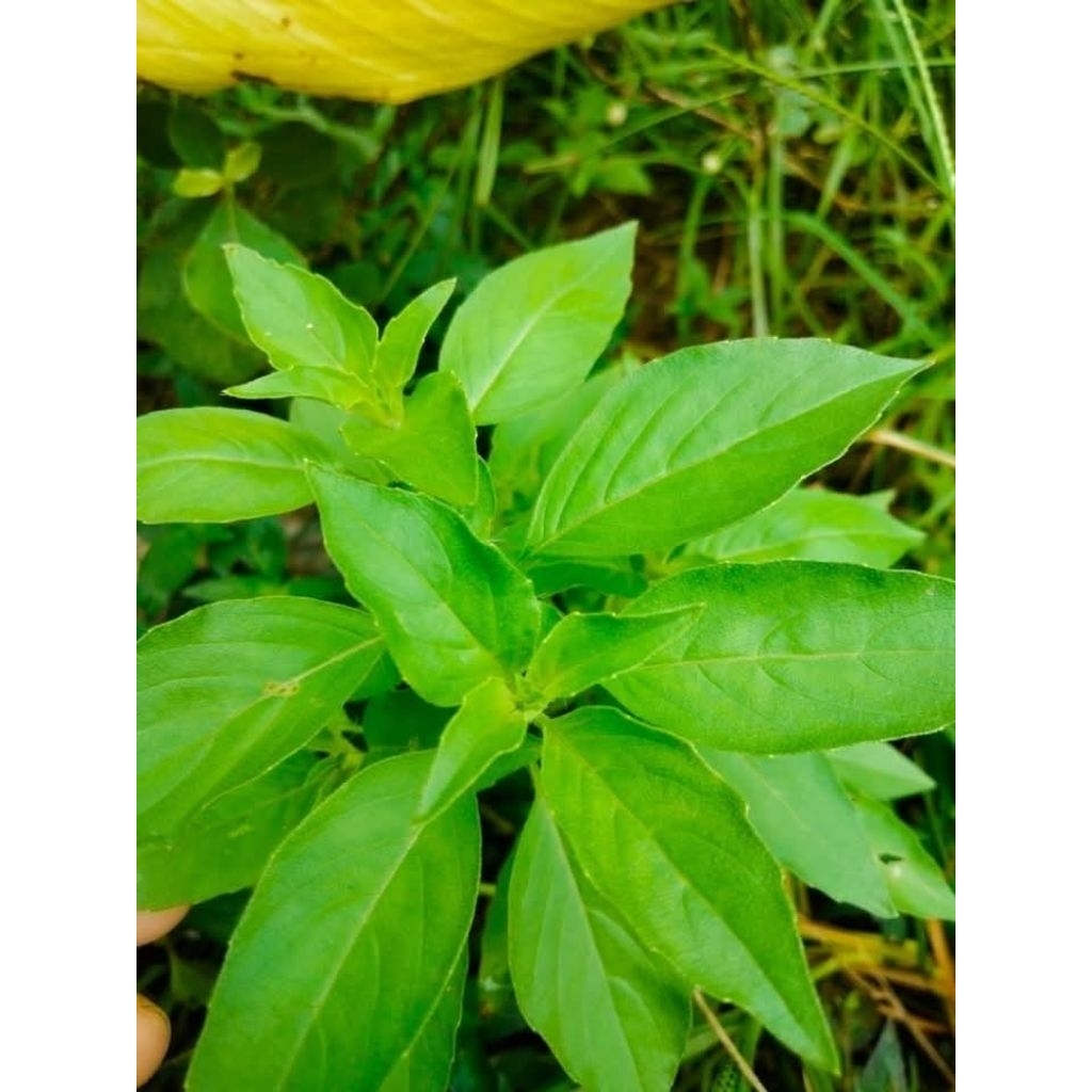 

Daun kemangi Segar 2 ikat