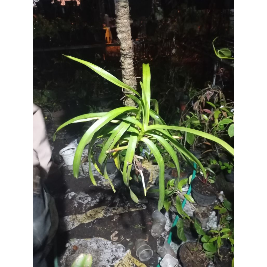 anggrek Vanda limbata
