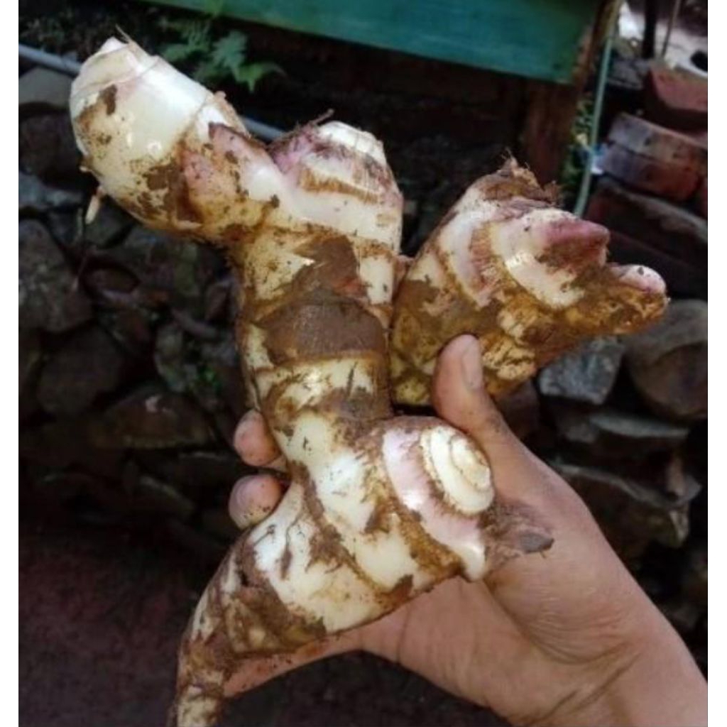 

1 kg umbi ganyong mentah canna edulis segar alami