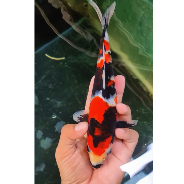 Ikan Koi Blitar - Koi Showa size 28-30cm