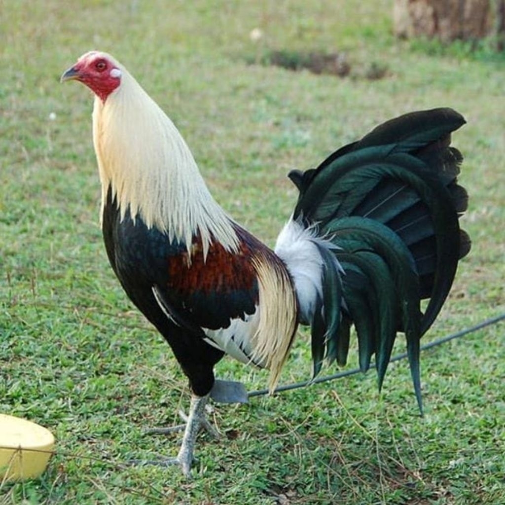 

Paket hemat 3 Telur Ayam Philipin Fertil siap Buat di Tetaskan