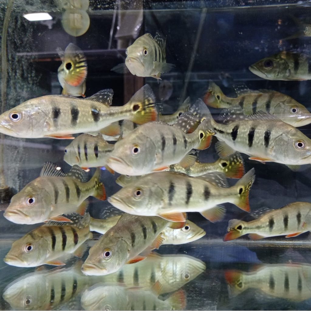 Pibass Peacock Bass Monoculus