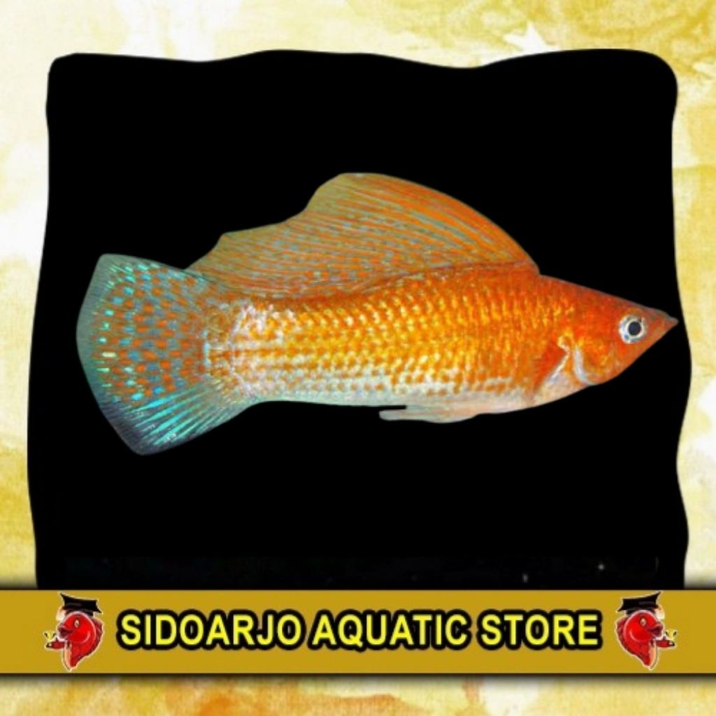 HIASAN AKUARIUM MOLLY THAILAND LONG / MOLLY GOLDEN JENIS PANJANG