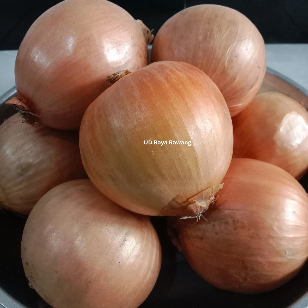 

Bawang Bombay Besar 1kg Murah Meriah