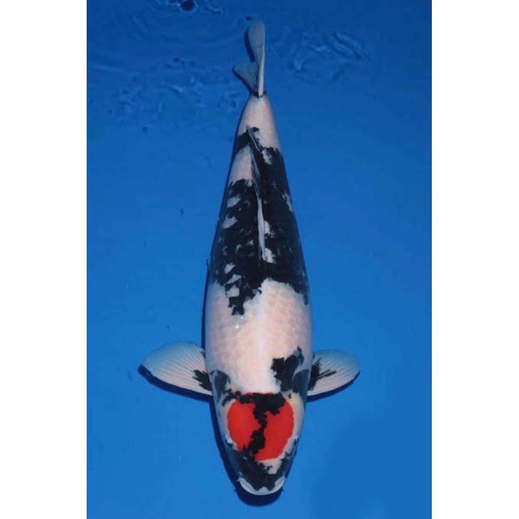 Ikan Koi Tancho Showa 30cm - ikan koi Blitar 1 ekor