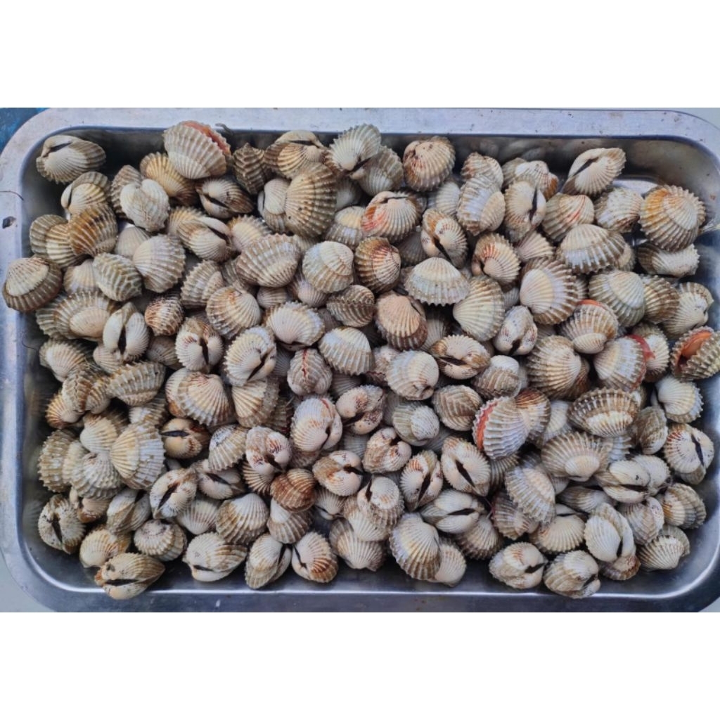 

KERANG DARA 1KG