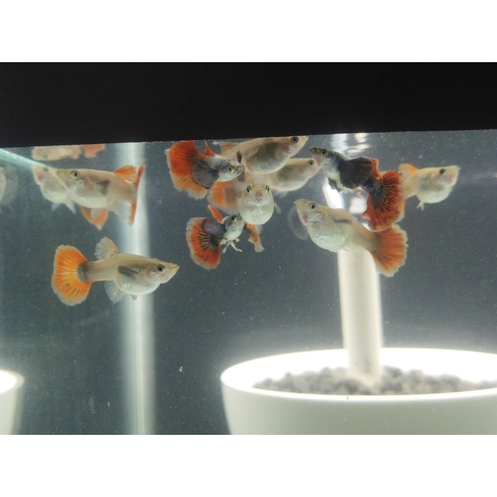 

hiasan aquarium Guppy prtde hm