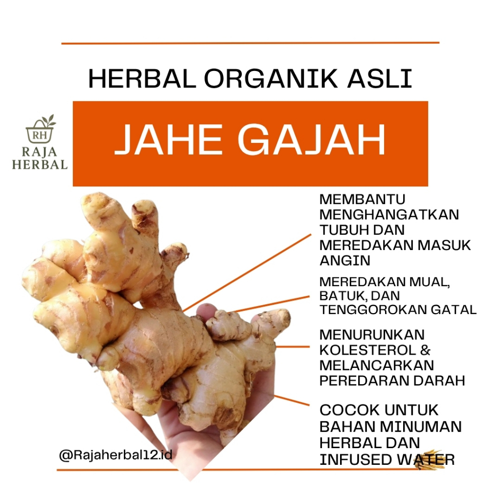 

Jahe Gajah Putih Fresh Rimpang Besar 1 Kg Sudah Bersih