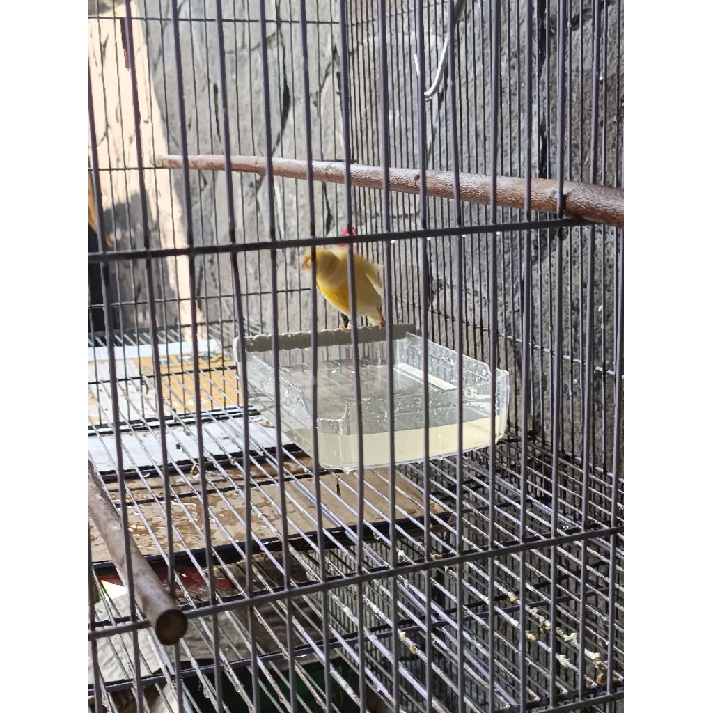 Cepuk pemandian burung jumbo tempat mandi burung murai anis jalak dan burung lainya