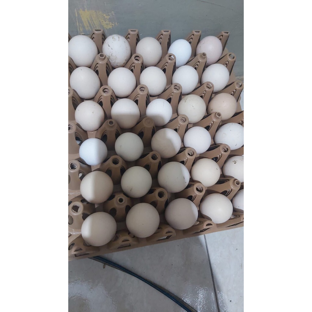 

Telur fertil elba untuk ditetaskan (FERTIL)