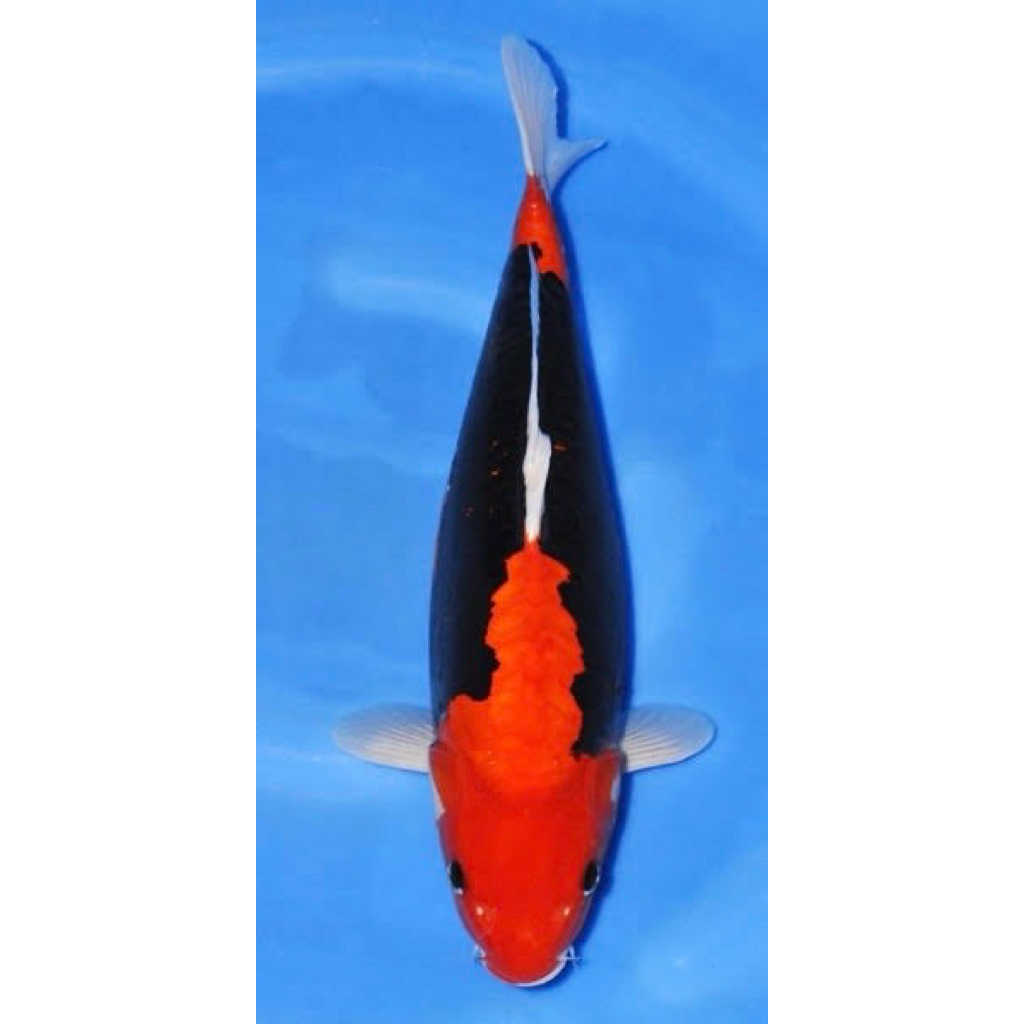 Ikan koi Benikumonryu 28-30cm - Koi Blitar-Koi antikan