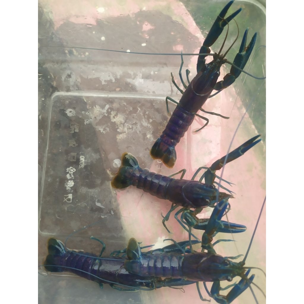 lobster air tawar biru maroon Berkualitas langka 2 pasang ukuran 2-3inc