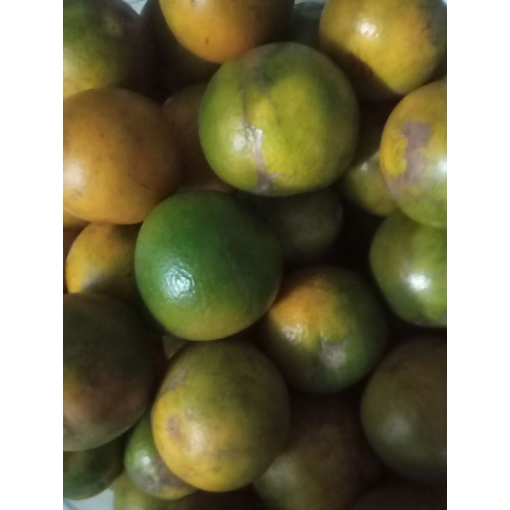 

Buah Jeruk Siyem Siam Siem segar kilogram