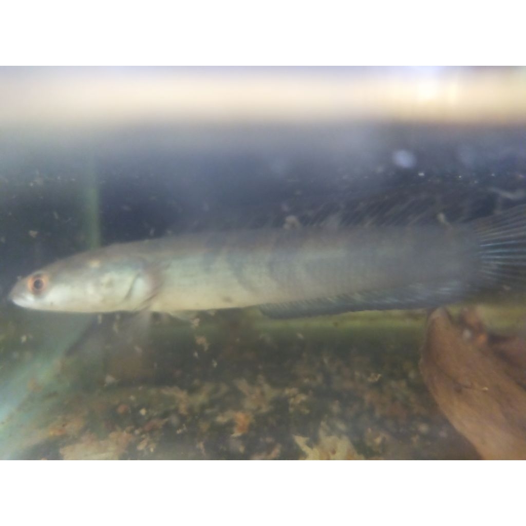 Channa Red Barito 12cm±