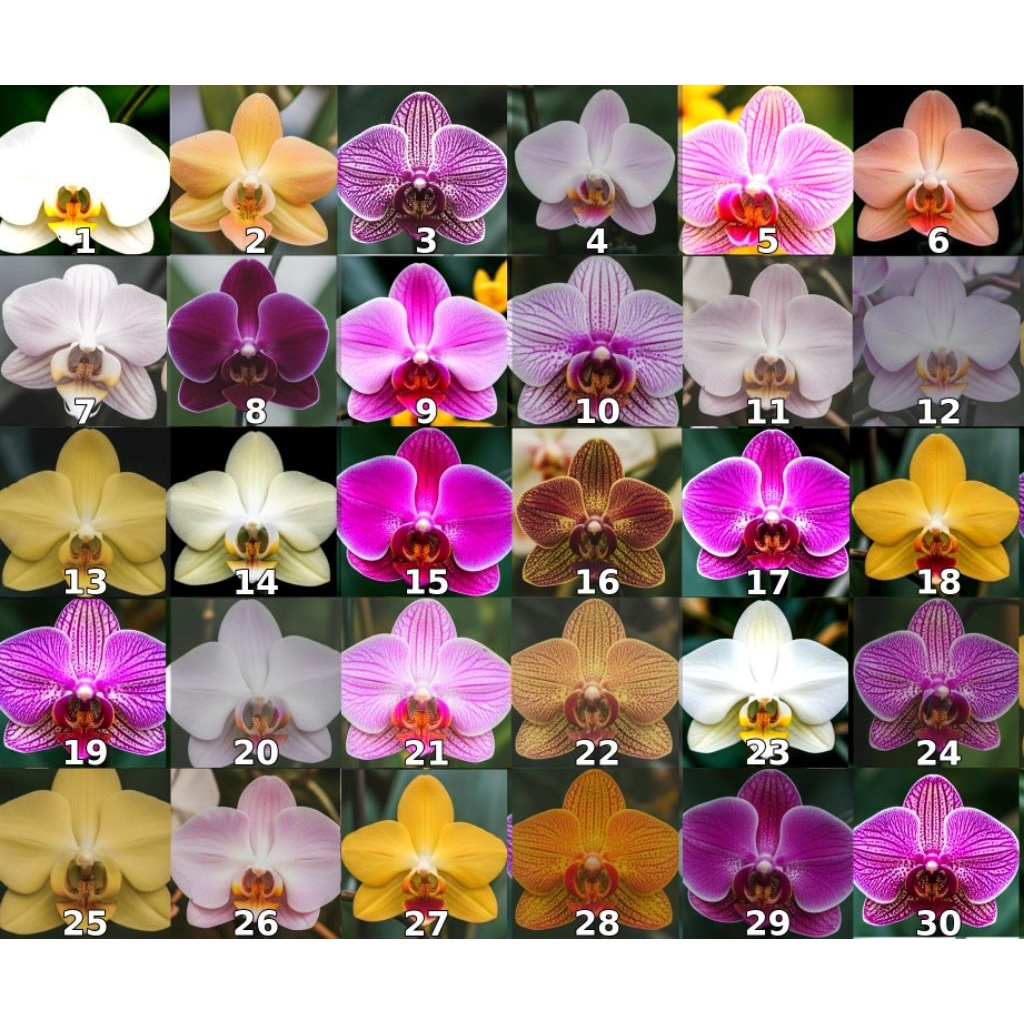 seedling anggrek bulan Import Taiwan premium