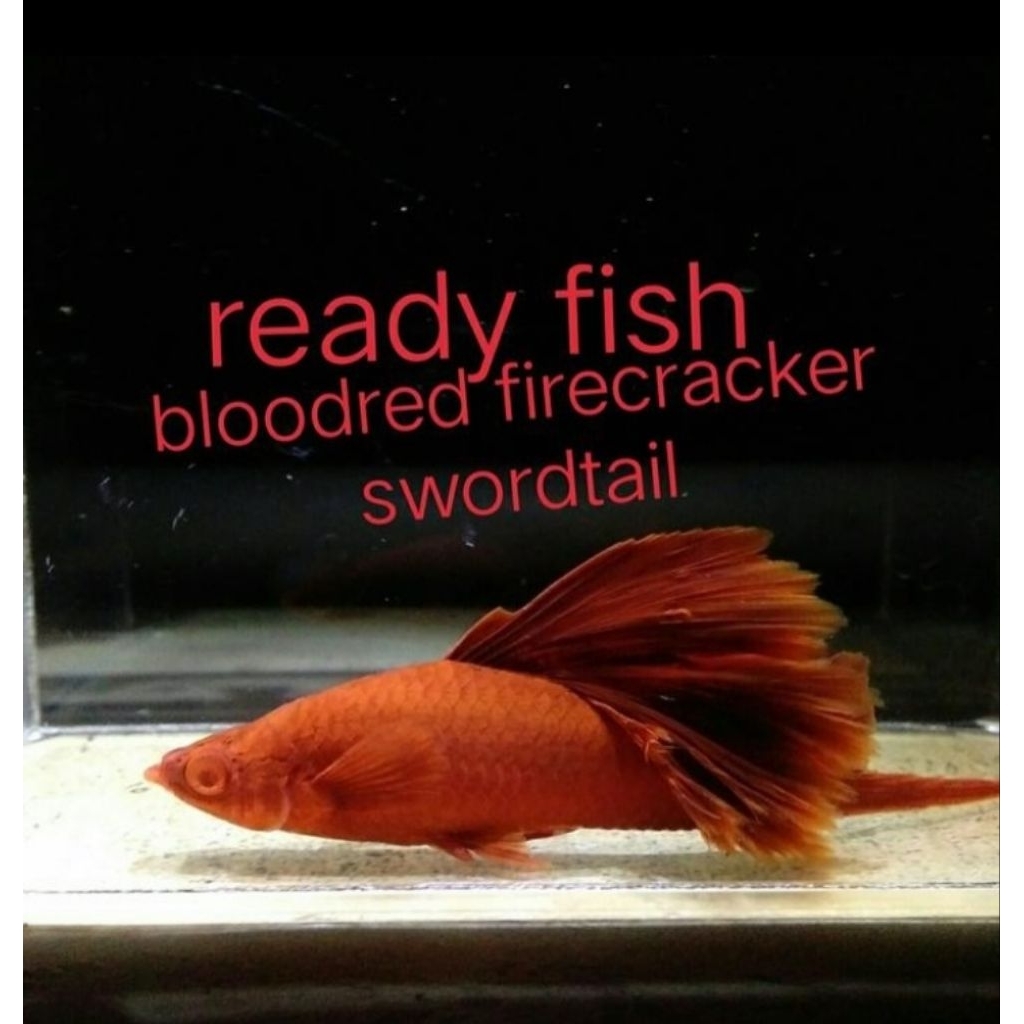 Bloodred firecracker swordtail