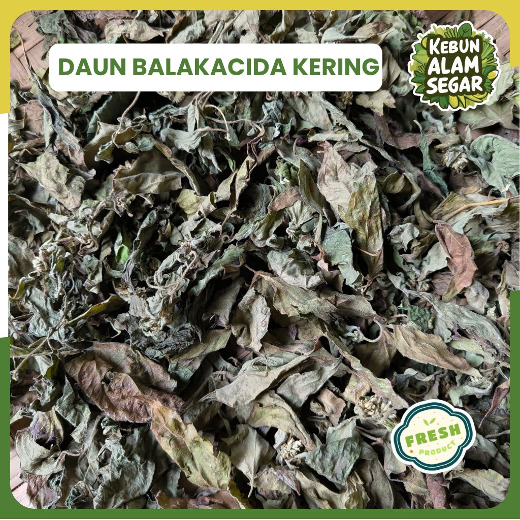 

DAUN BALAKACIDA KIRINYUH KERING