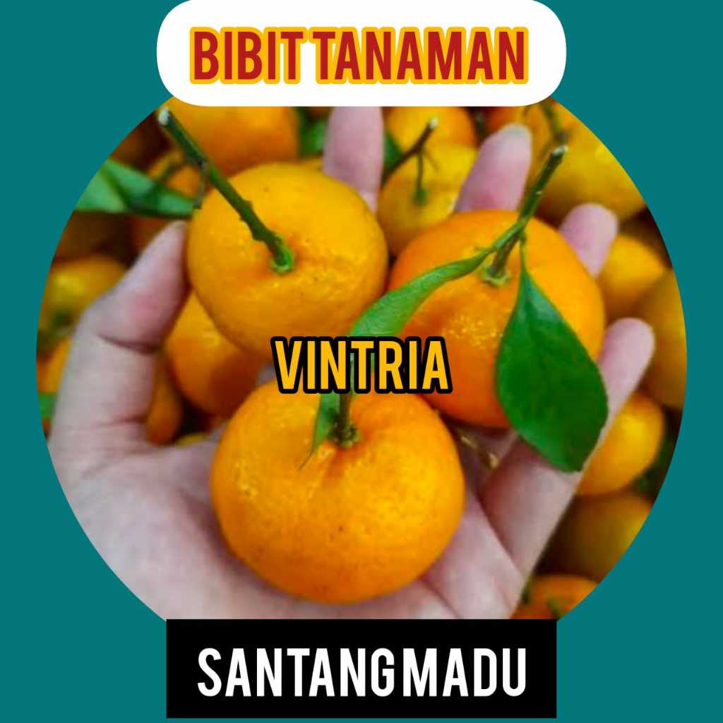 BIbit Jeruk Santang Madu / Santang Madu Okulasi