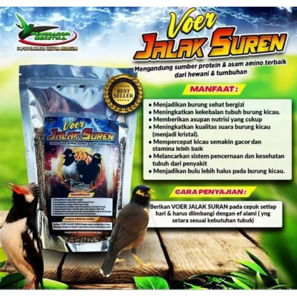 Voer Pakan Jalak Suren Penggacor Burung Makanan Burung untuk Pakan Burung Jalak Suren