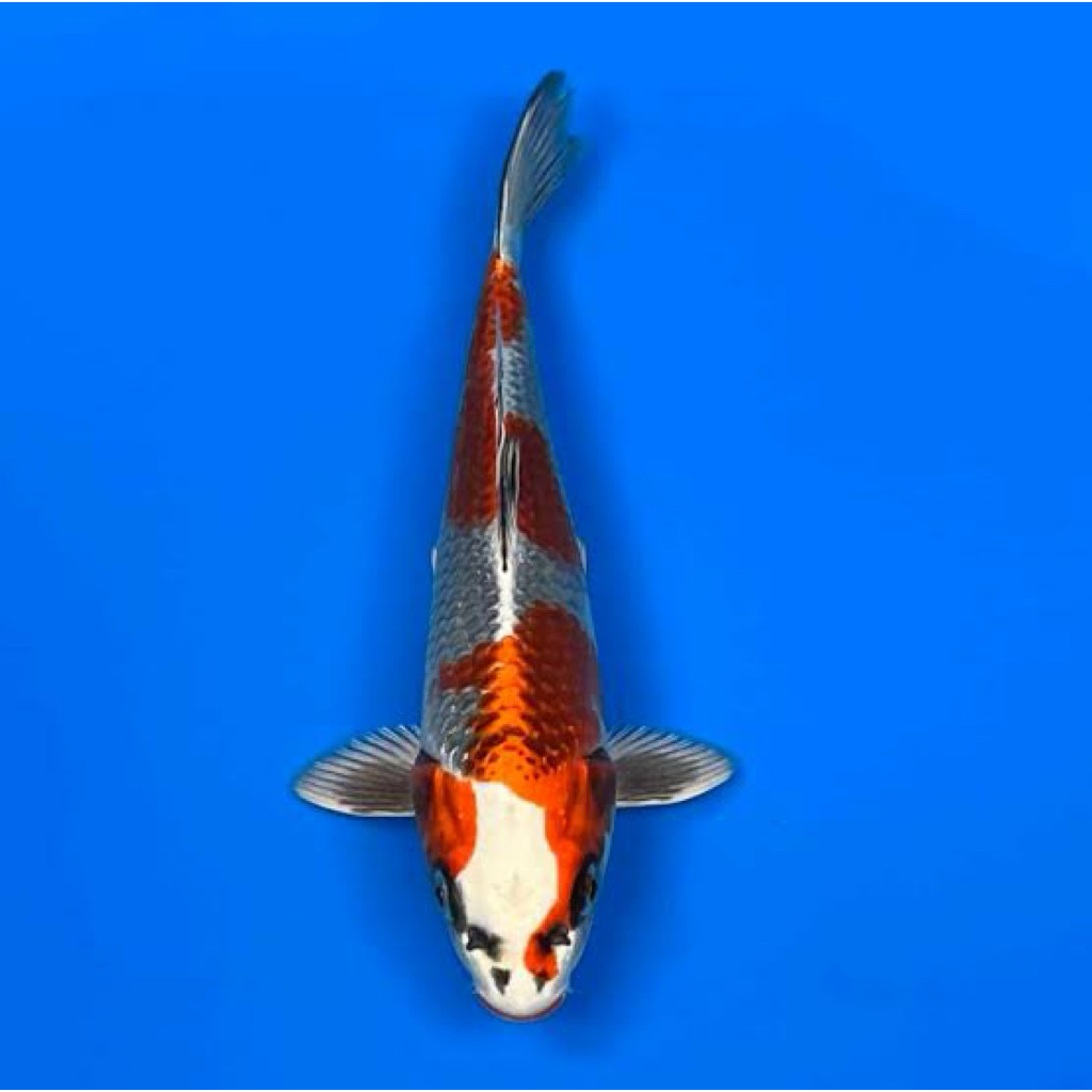 PAJANGAN AQUARIUM Koi Kujaku 20 cm - Koi Blitar - Koi kualitas