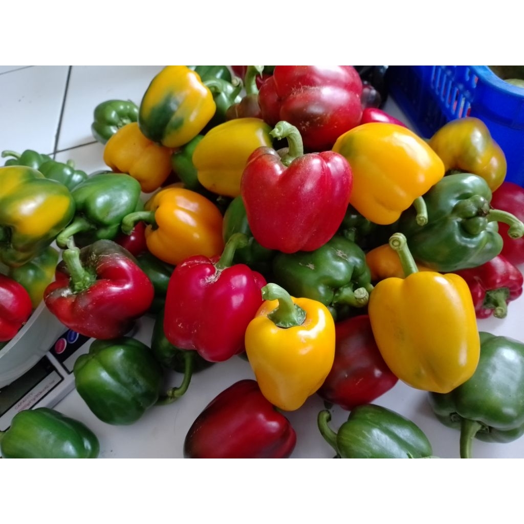 

paprika fresh 250gr warna random