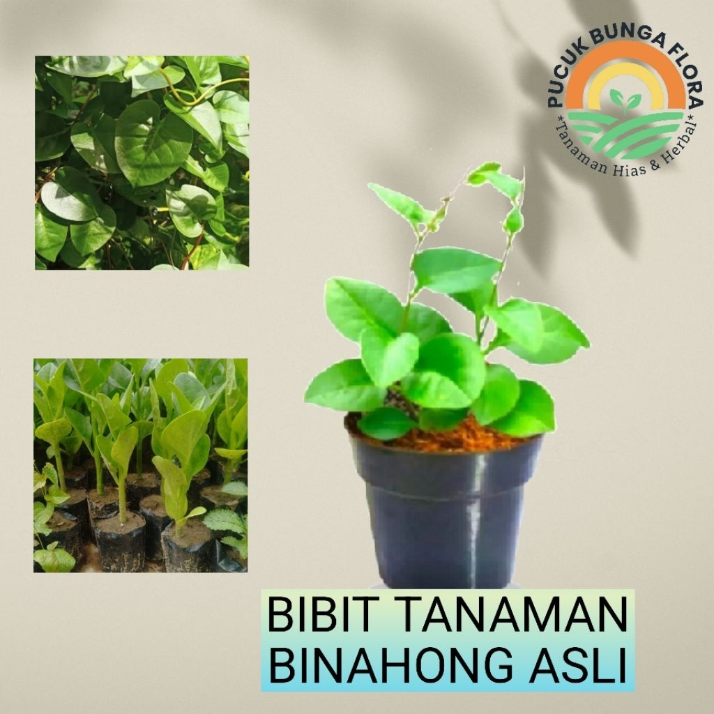 Tanaman binahong herbal asli tanaman bibit binahong binahong asli